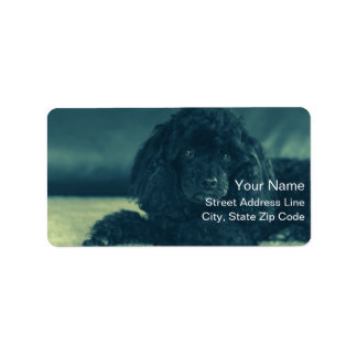 charmanten schwarzen Pudel Etiket