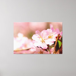 Charmin Sakura Bloemen op Roze, Roze, Roze Canvas Afdruk
