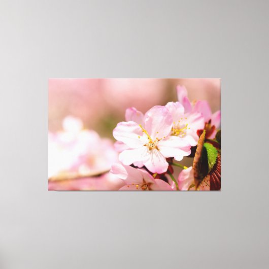 Charmin Sakura Bloemen op Roze, Roze, Roze Canvas Afdruk (Voorkant)