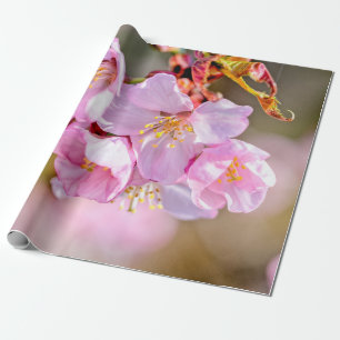 Charming and Cool Sakura Flowers Cadeaupapier