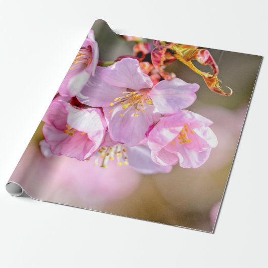 Charming and Cool Sakura Flowers Cadeaupapier (Uitgerold)
