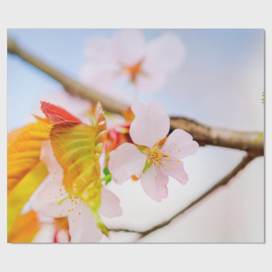 Charming Chic Sakura Flower and Leaves in Spring Cadeaupapier (Vlak)