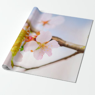 Charming Chic Sakura Flower and Leaves in Spring Cadeaupapier