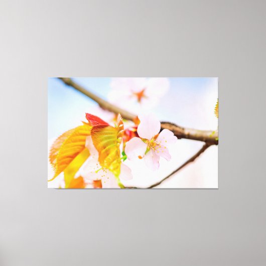 Charming Chic Sakura Flower and Leaves in Spring Canvas Afdruk (Voorkant)
