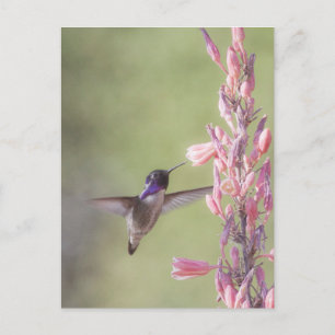 Charming Costa's Hummingbird Briefkaart