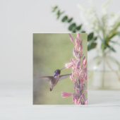 Charming Costa's Hummingbird Briefkaart (Staand voorkant)
