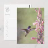 Charming Costa's Hummingbird Briefkaart (Voorkant / Achterkant)