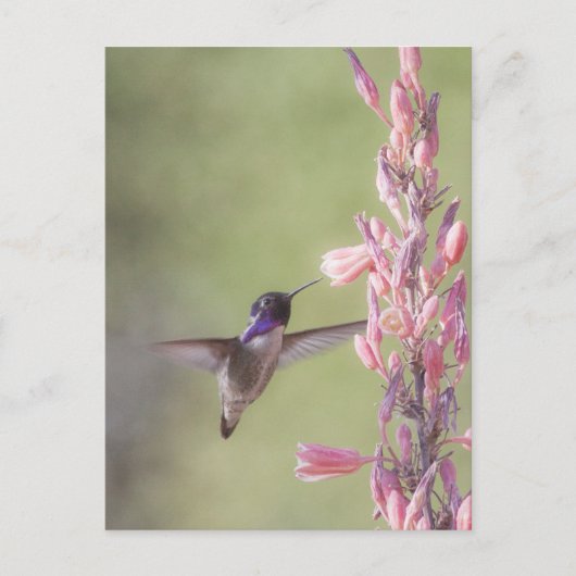 Charming Costa's Hummingbird Briefkaart (Voorkant)