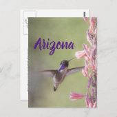 Charming Costa's Hummingbird, Briefkaart Arizona (Voorkant / Achterkant)