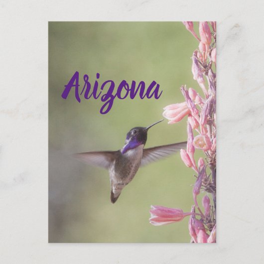 Charming Costa's Hummingbird, Briefkaart Arizona (Voorkant)