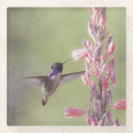 Charming Costa's Hummingbird Glazen Onderzetter