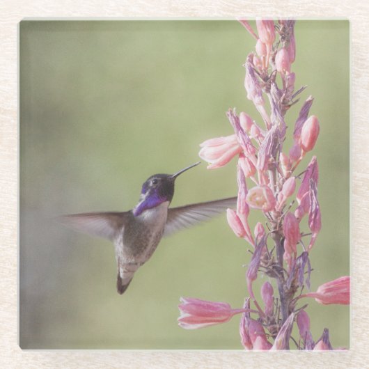 Charming Costa's Hummingbird Glazen Onderzetter (Voorkant)