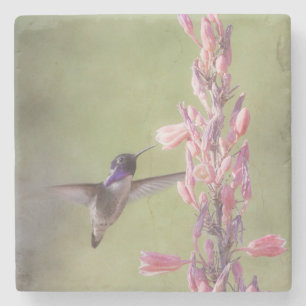 Charming Costa's Hummingbird Stenen Onderzetter