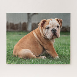 Charming English Bulldog Puppy Legpuzzel