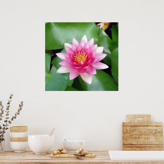 Charming Fuchsia Water Lily Poster (Keuken)