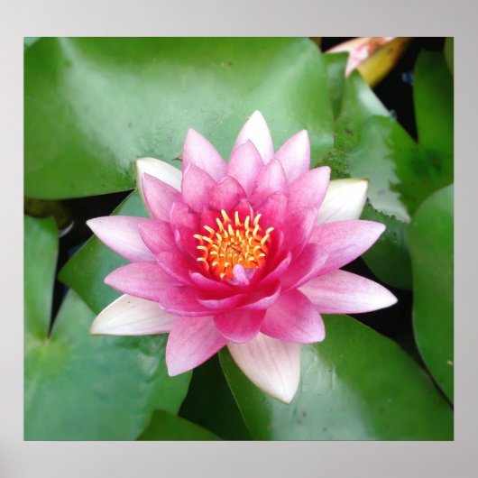 Charming Fuchsia Water Lily Poster (Voorkant)