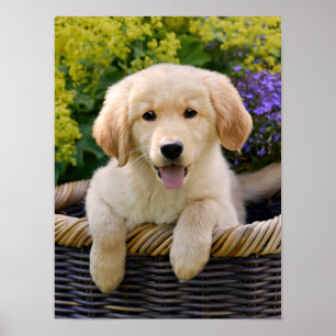 Charming Golden Retriver, een Cute Puppy Dog Foto  Poster
