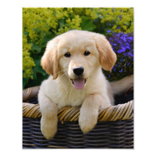Charming Goldie Retriever Dog Puppy - Paperprint Foto Afdruk