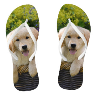 Charming Goldie Retriever Dog Puppy Photo Portret Teenslippers