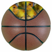 Charming White Bellied Caique Parrot Basketbal (Rechts)