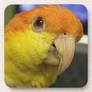 Charming White Bellied Caique Parrot Bier Onderzetter