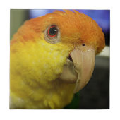 Charming White Bellied Caique Parrot Tegeltje (Voorkant)