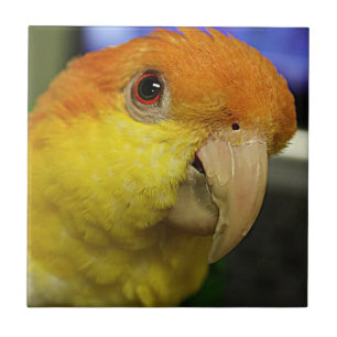 Charming White Bellied Caique Parrot Tegeltje