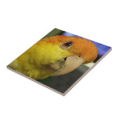 Charming White Bellied Caique Parrot Tegeltje (Zijkant)