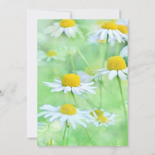 Charming White Daisies, Green Fonts Vrijgezellenfe Kaart (Achterkant)