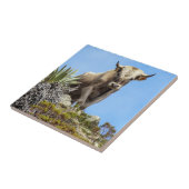 Charolais Bull Tegeltje (Zijkant)