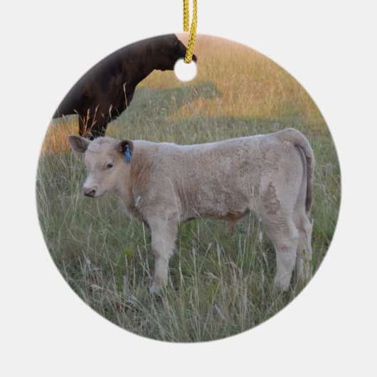 Charolais calf keramisch ornament (Voorkant)