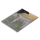 Charolais calf notitieboek (Linkerzijde)