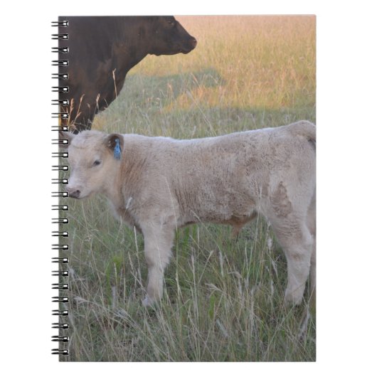Charolais calf notitieboek (Voorkant)