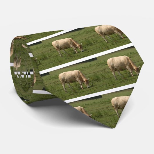 Charolais Cow Grazing in het veld Stropdas (Opgerold)