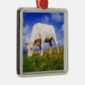 Charolais Cow Grazing, Mannin Bay, Ierland Metalen Ornament (Rechts)
