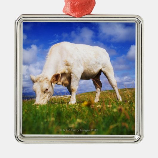 Charolais Cow Grazing, Mannin Bay, Ierland Metalen Ornament (Voorkant)