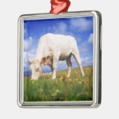 Charolais Cow Grazing, Mannin Bay, Ierland Metalen Ornament (Links)