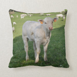 Charolais-fotokussen voor witte kalveren kussen