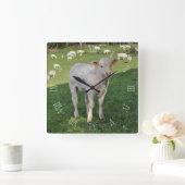 Charolais-kalf in een veld vierkante klok (Huis)