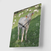 Charolais-kalf in een veld vierkante klok (Hoek)