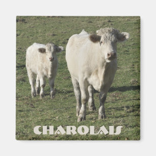 Charolais-koe en kalfmagnet magneet