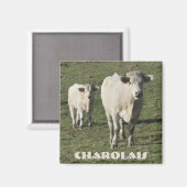 Charolais koe en kuitmagneet magneet (Voorkant / Achterkant)