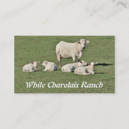 Charolais-koe en vier kalveren visitekaartje