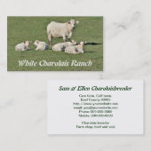 Charolais-koe en vier kalveren visitekaartje (Voorkant / Achterkant)