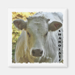 Charolais koeienmagnet magneet