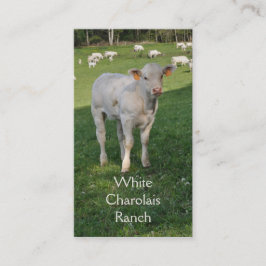 Charolais rundvee met kalf visitekaartje