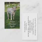 Charolais rundvee met kalf visitekaartje (Voorkant / Achterkant)