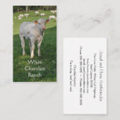 Charolais rundvee met kalf visitekaartje (Voorkant / Achterkant)