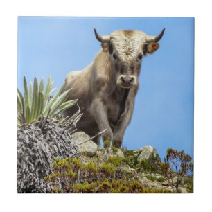 Charolais stier tegeltje