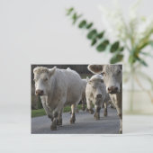 Charolais-vee op de weg briefkaart (Staand voorkant)